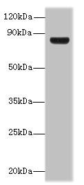 TSGA10 antibody