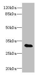 TSGA13 antibody