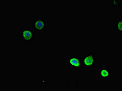 TSNARE1 Antibody