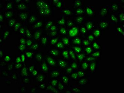 TSNAX Antibody