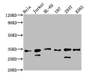 TSNAX Antibody
