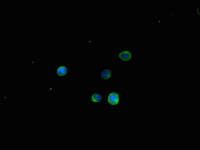 TSPAN32 antibody