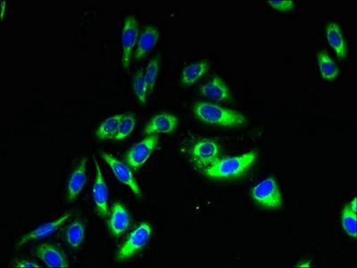 TSPAN33 Antibody
