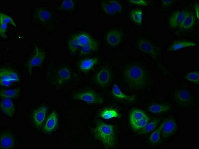 TSPAN5 Antibody