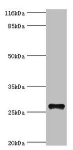 TSPAN6 antibody