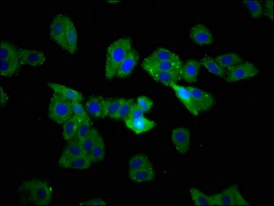 TSPAN9 Antibody
