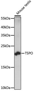 TSPO antibody