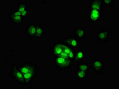 TSR2 antibody