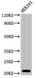 TSR2 Antibody