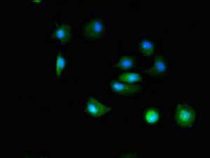 TTC19 Antibody