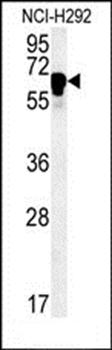 TTC26 antibody
