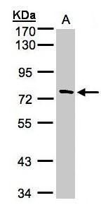 TTC30A antibody [C1C3]