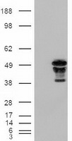 TTC7A Antibody