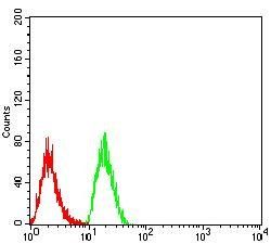 TTF1 Antibody