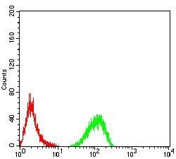 TTF1 Antibody