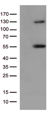 NKX2-1 Antibody