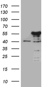 NKX2-1 Antibody