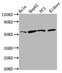 TTI2 antibody