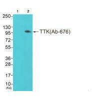 TTK (Ab-676) antibody