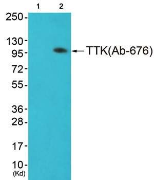 TTK antibody