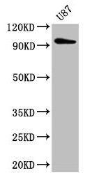 TTLL6 Antibody