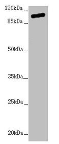 TTLL7 Antibody