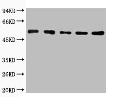 TUBA1A/TUBA1B Antibody