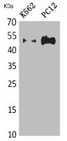 TUBA1A/TUBA1B/TUBA1C/TUBA3C/TUBA4A Antibody