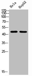TUBA1A/TUBA1B Antibody