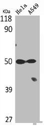 TUBA1A/TUBA1B Antibody