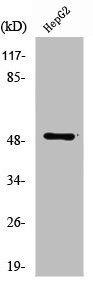 TUBA1A/TUBA1B Antibody
