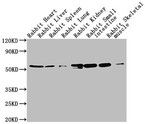 TUBA1A Antibody