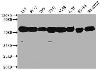 TUBA1A Antibody
