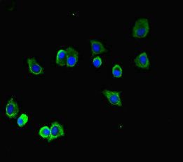 TUBA1B Antibody