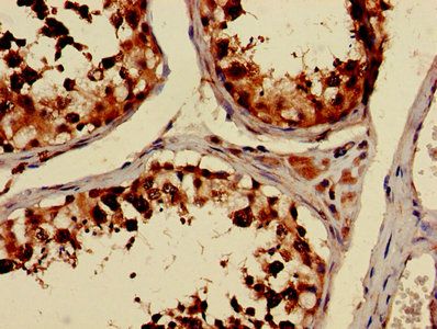 TUBA3C Antibody