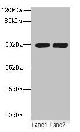 TUBA3E Antibody