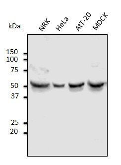TUBA4A Antibody