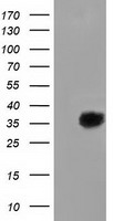 TUBA8 Antibody