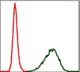 TUBA8 Antibody