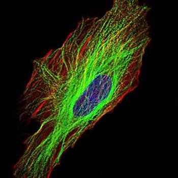 TUBA8 Antibody