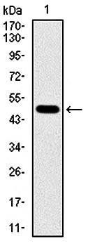 TUBA8 Antibody