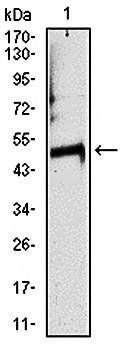 TUBA8 Antibody