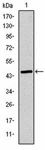 TUBE1 Antibody