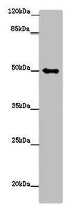 TUBG1 Antibody