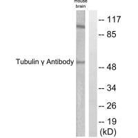 TUBG1 Antibody