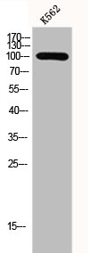 TUBGCP3 Antibody