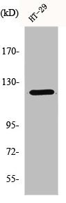 TUBGCP5 Antibody