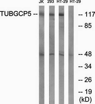 TUBGCP5 Antibody