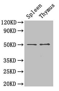 TUBB3 Antibody