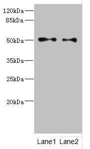 TUBB3 Antibody